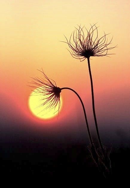 flor