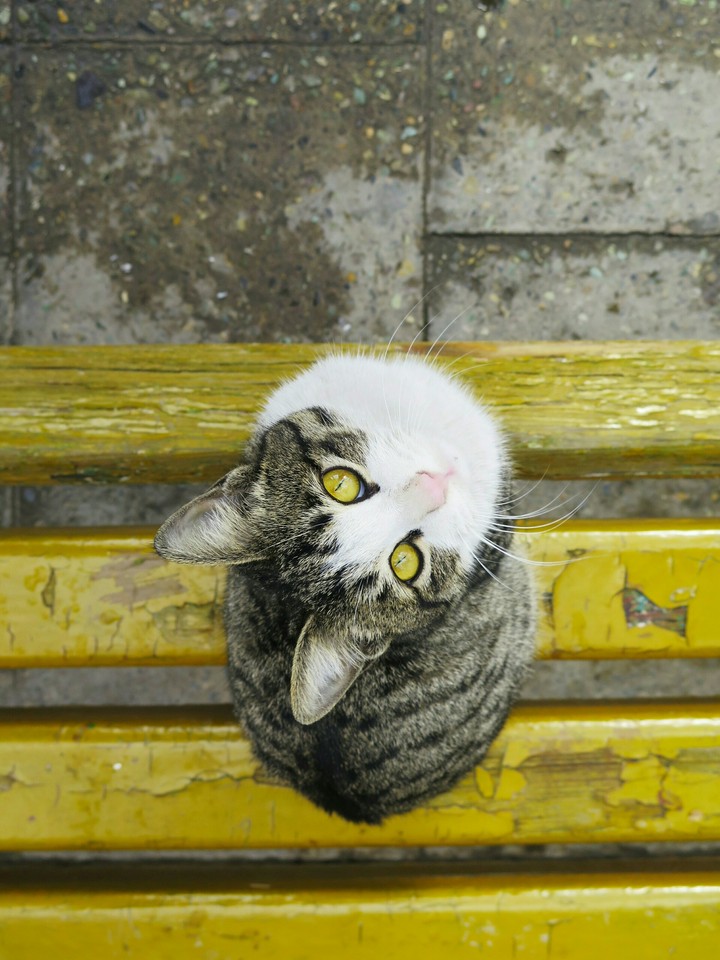 cat
