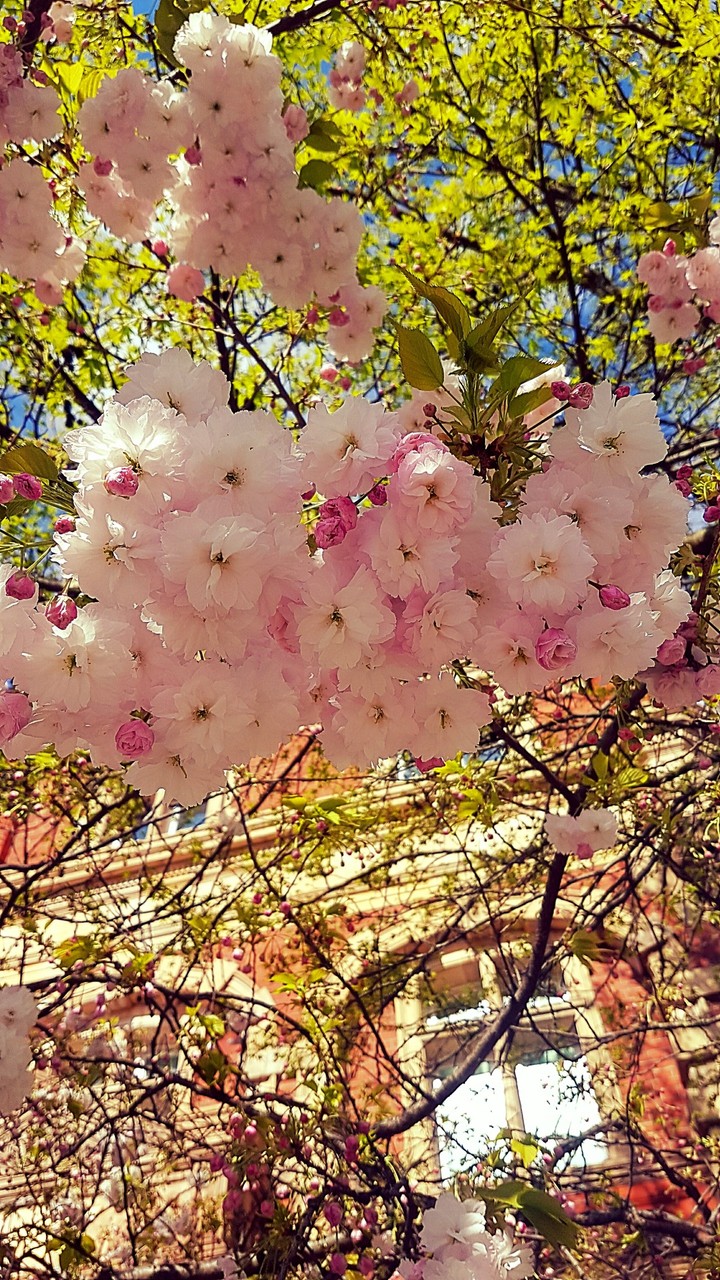 Sunny day