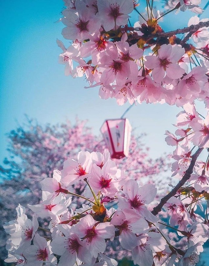 full blooming