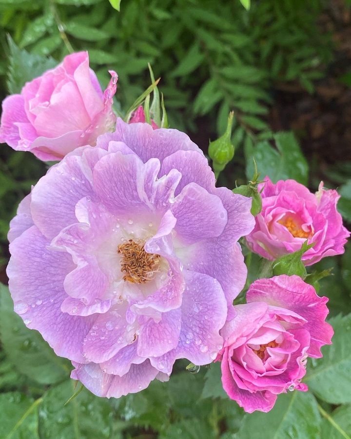 rose