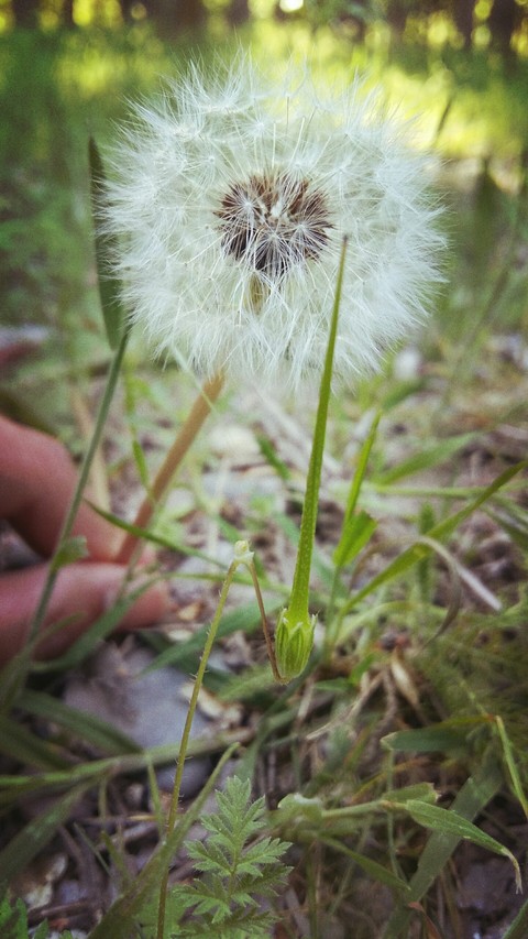خلفيات plant, dandelion