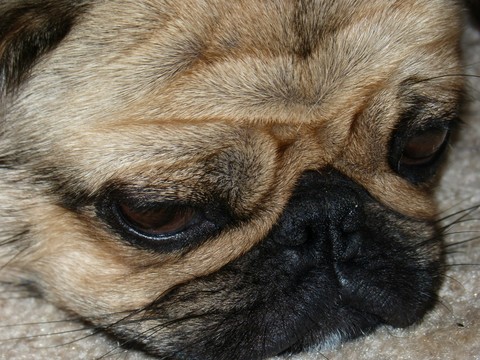 Molly