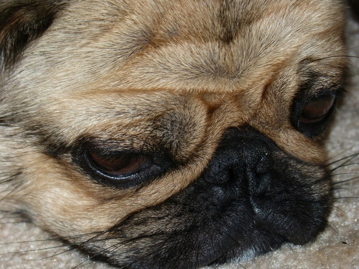 Molly