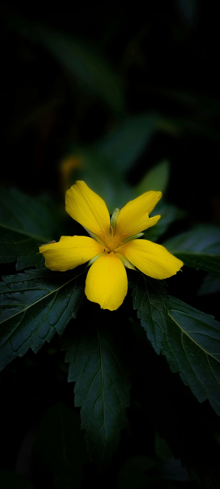every flower is a soul blossoming in nature
