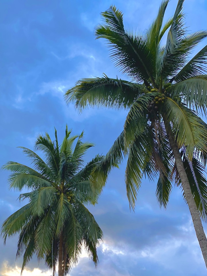 Coco summer
