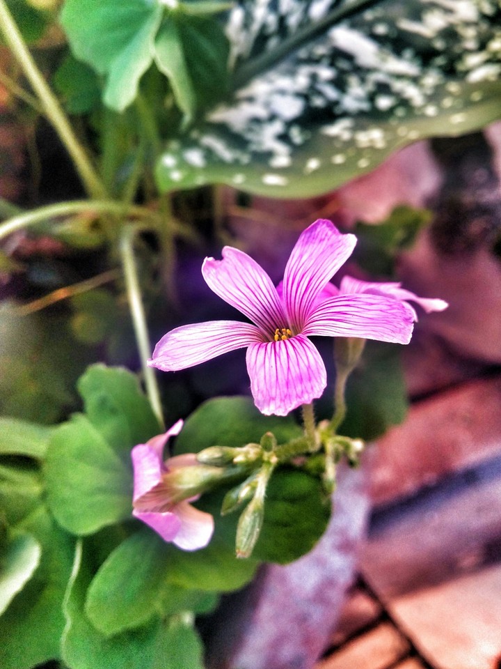 Nature