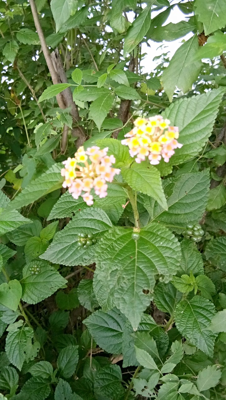 colorful twing