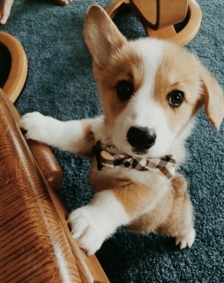 my dog