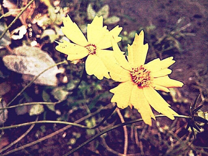 Flower