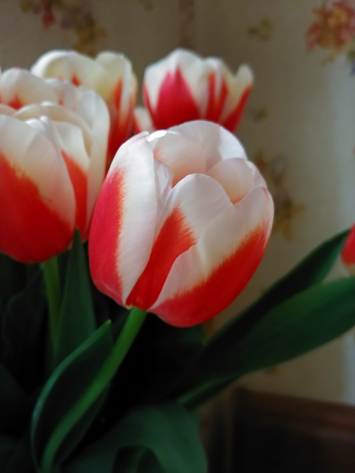 flower, tulip