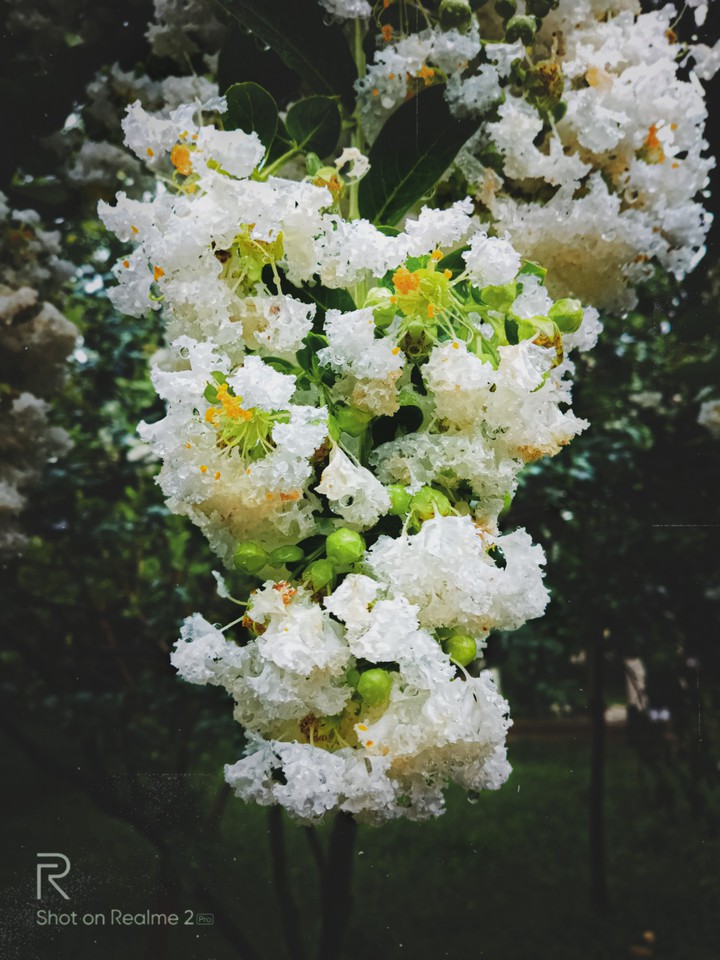 flower with nature
