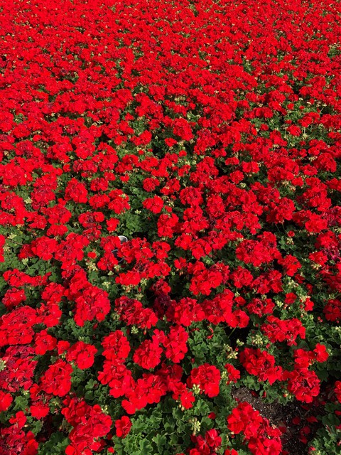 flower land
