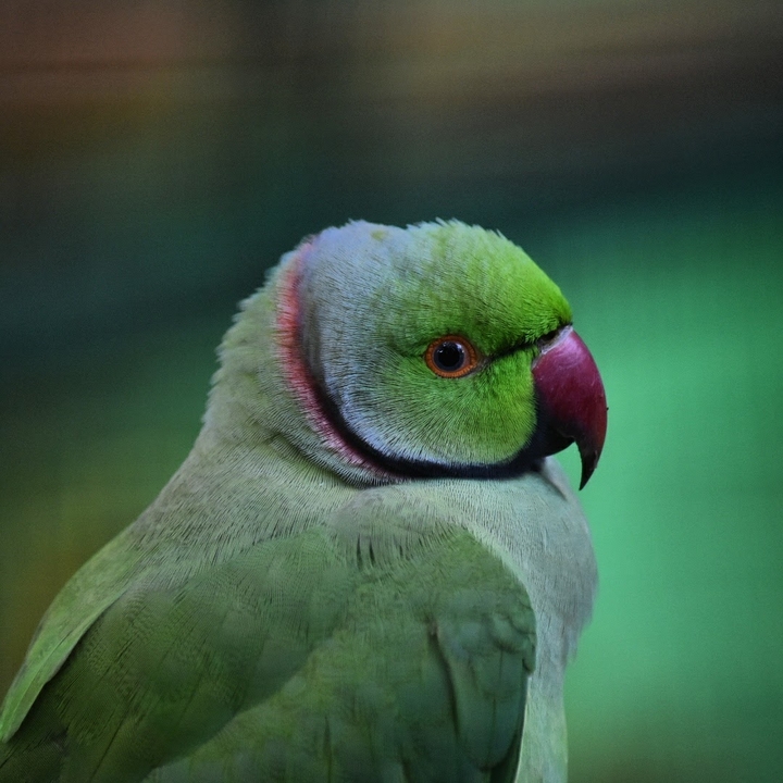parrot