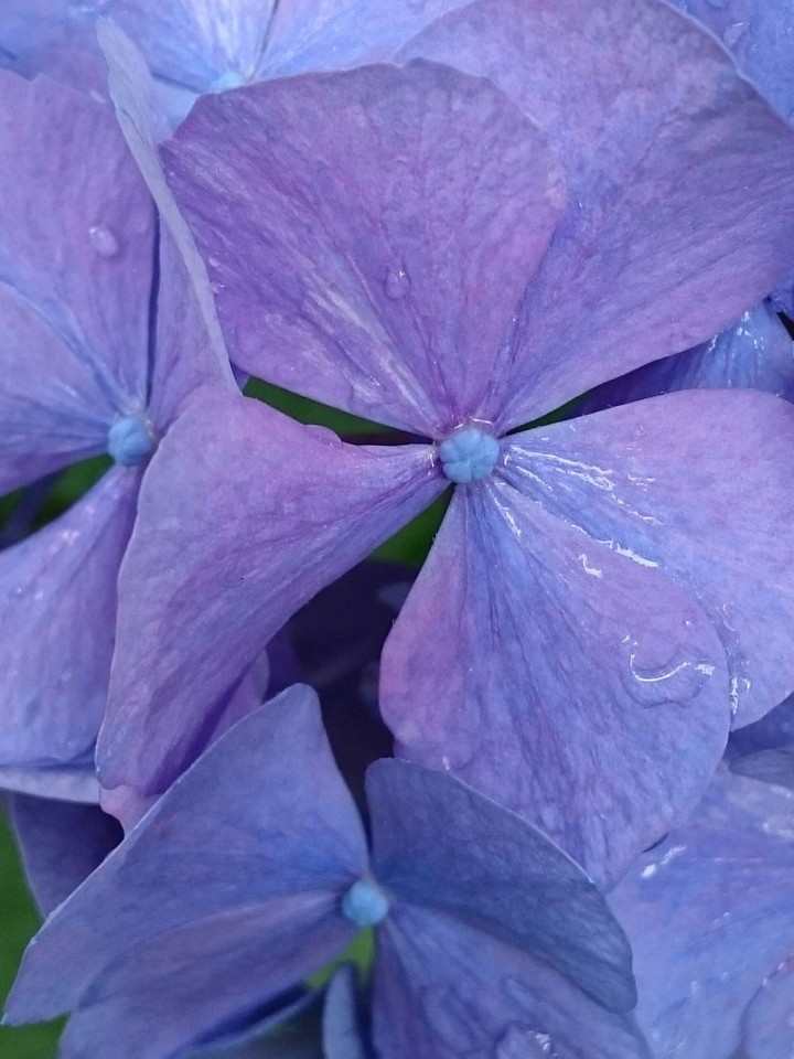 Hortensie