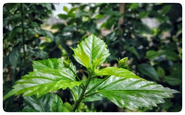 Green Leaf