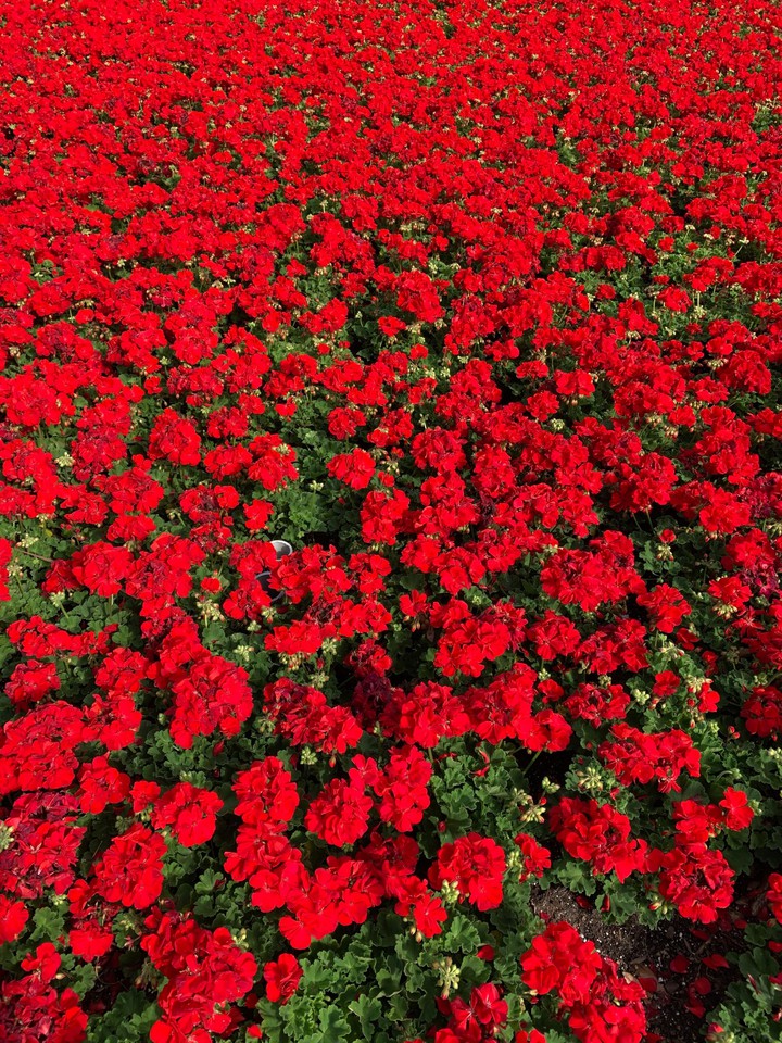 flower land