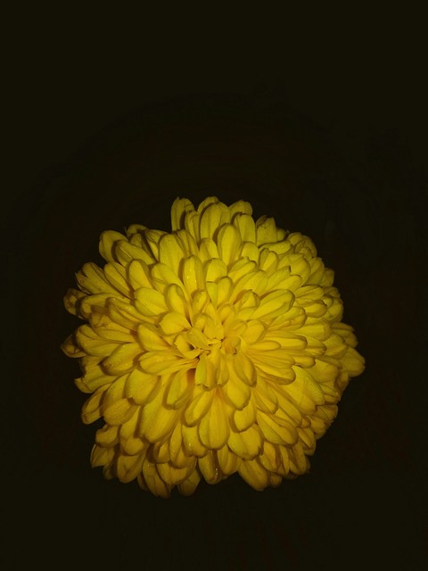 Yellow Yellow..