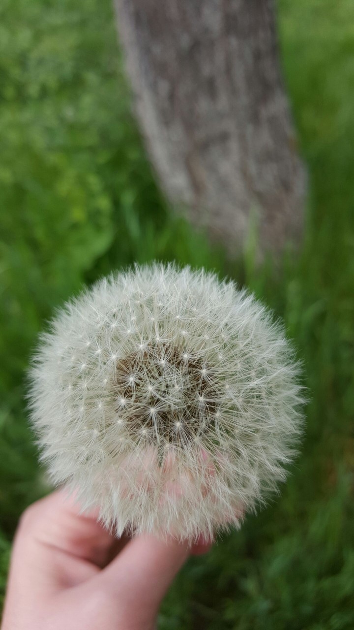 nature