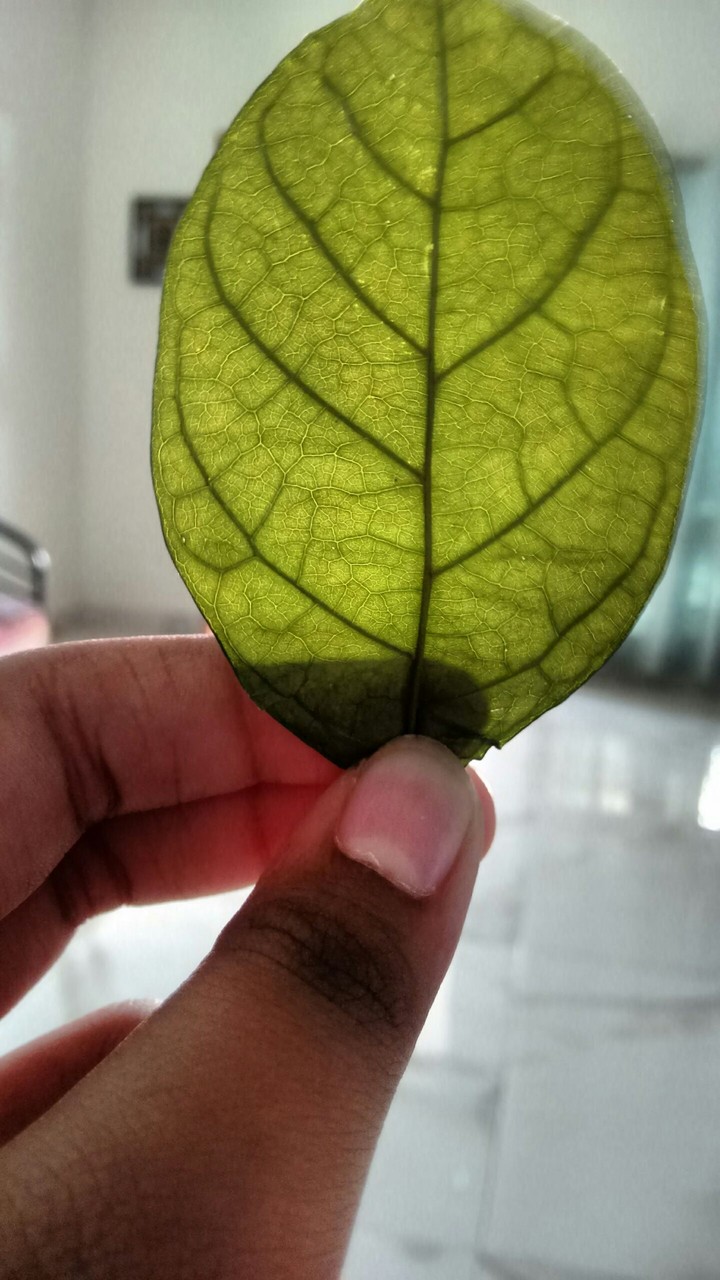 leaf
