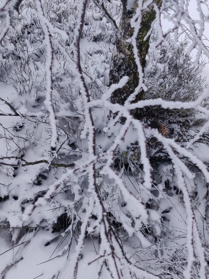 Snow ❄️