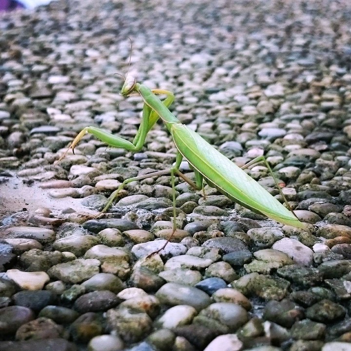 Praying mantis dance