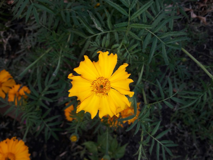 flower