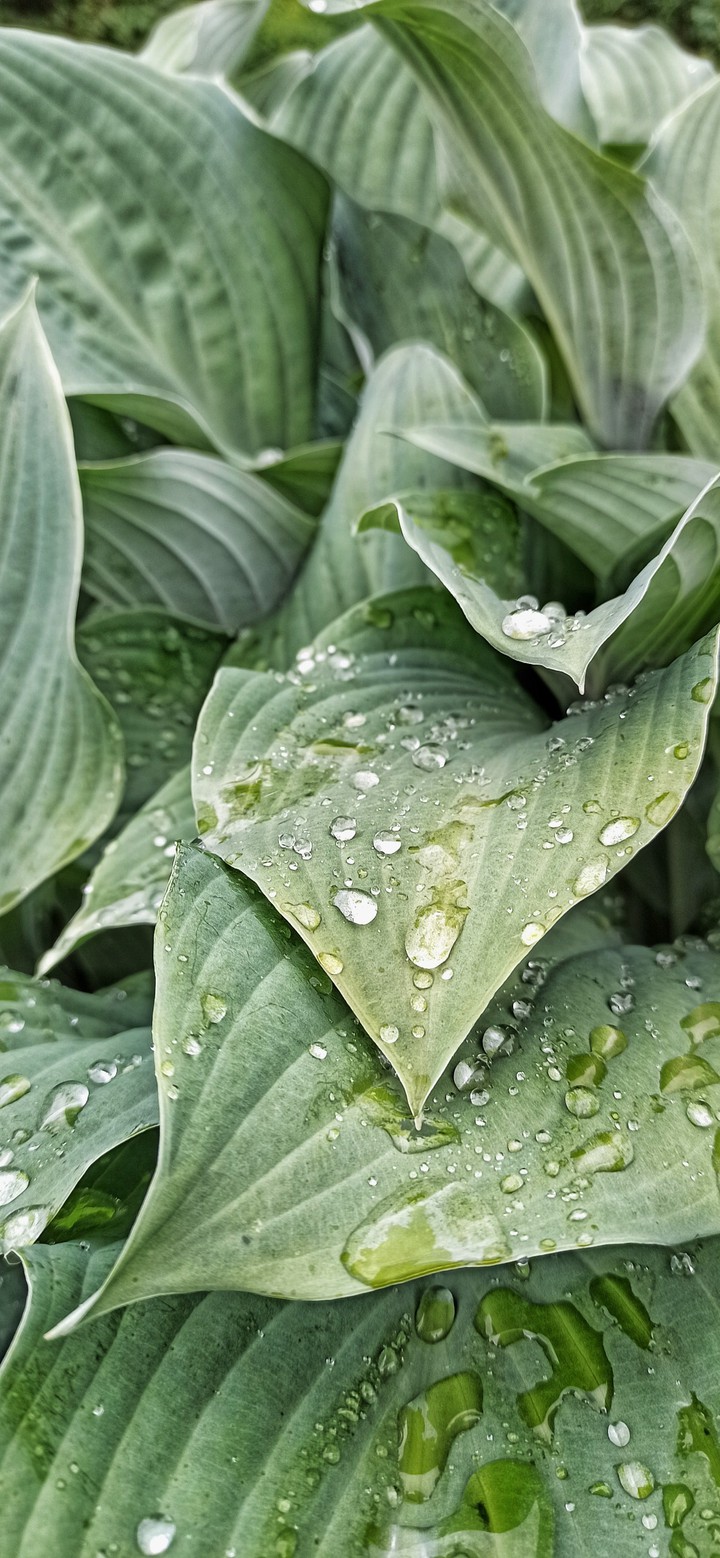 after rain