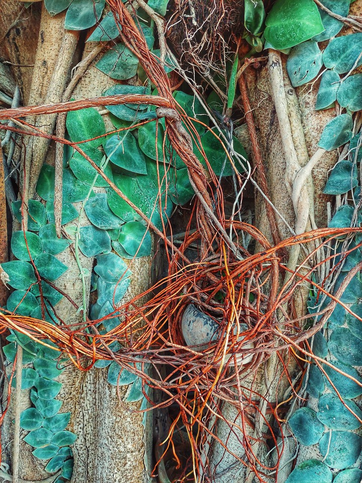 Vines