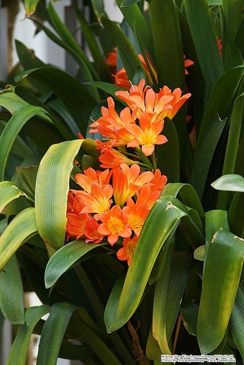 lilies, Yellow háttérképek