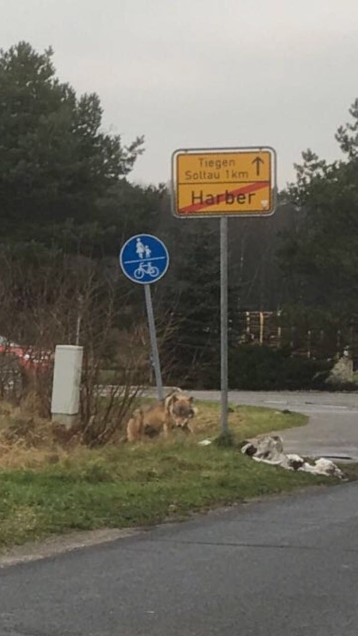 Wölfe