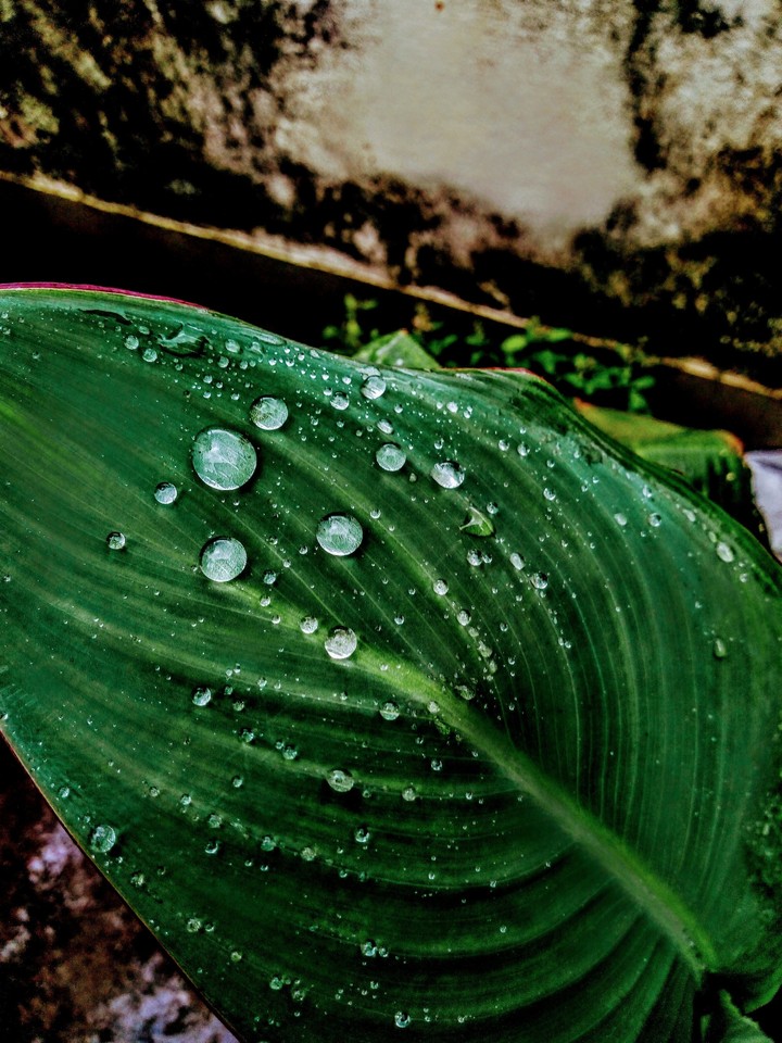 #droplets #leaf #bigdrops #captured #rainyday #upload