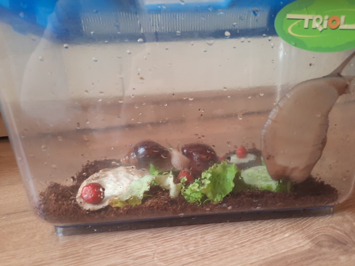 snails family