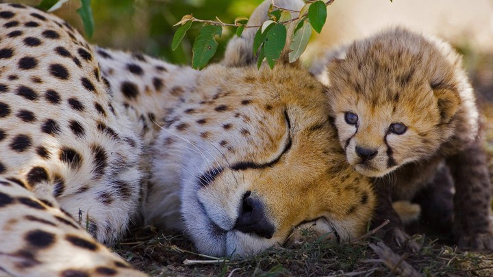 cheetah