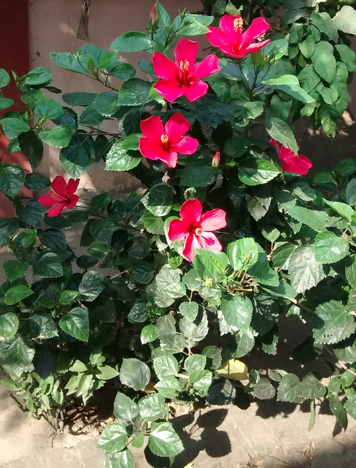 Hibiscus