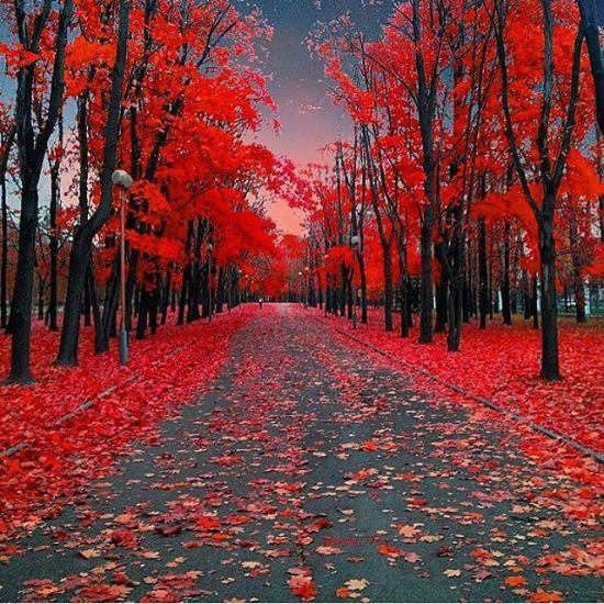 autumn road