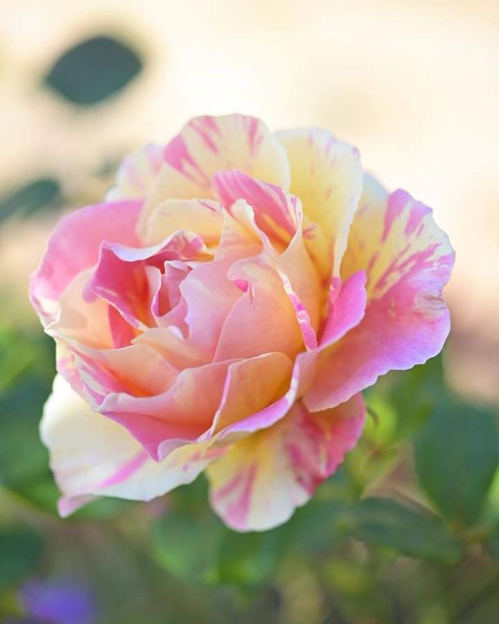 rose