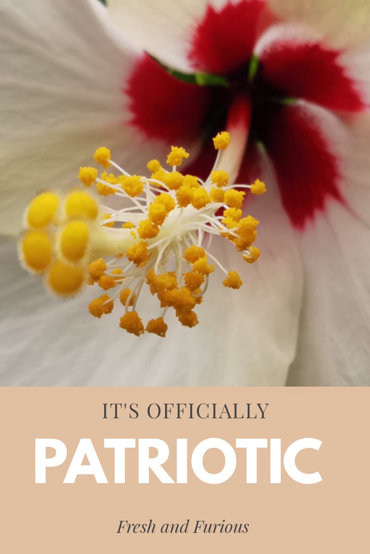 patriots