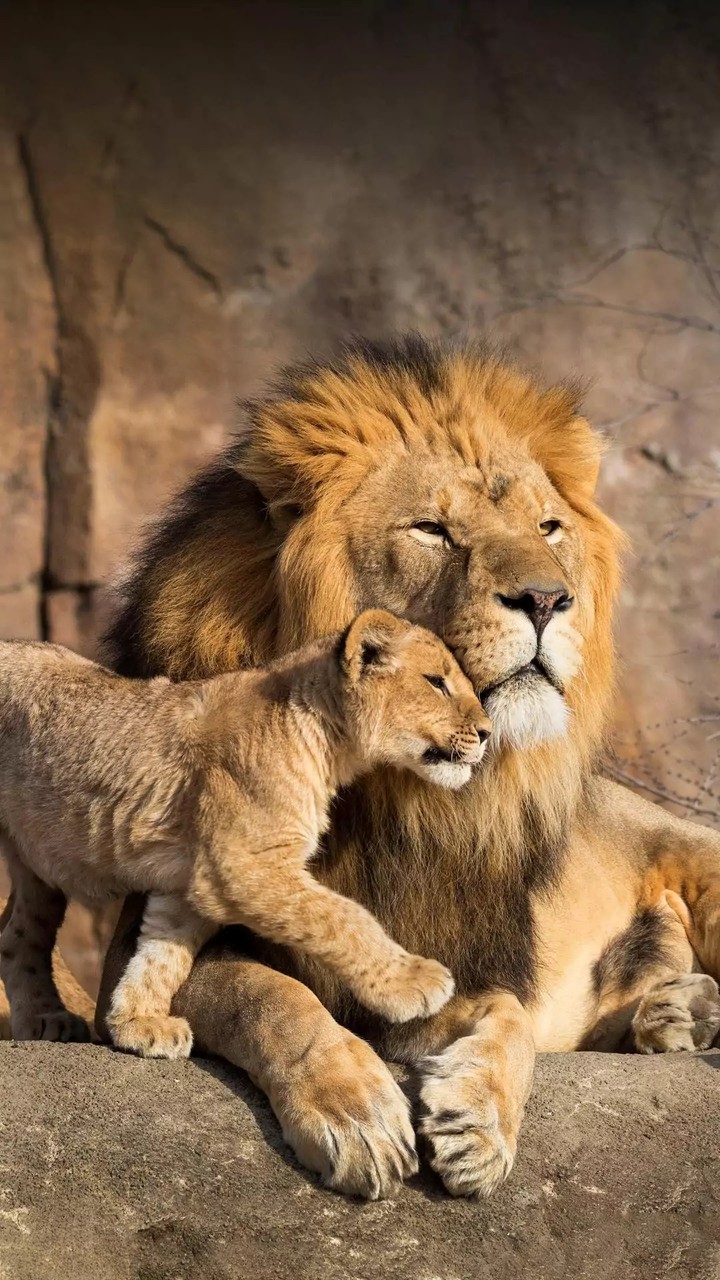Lion king...