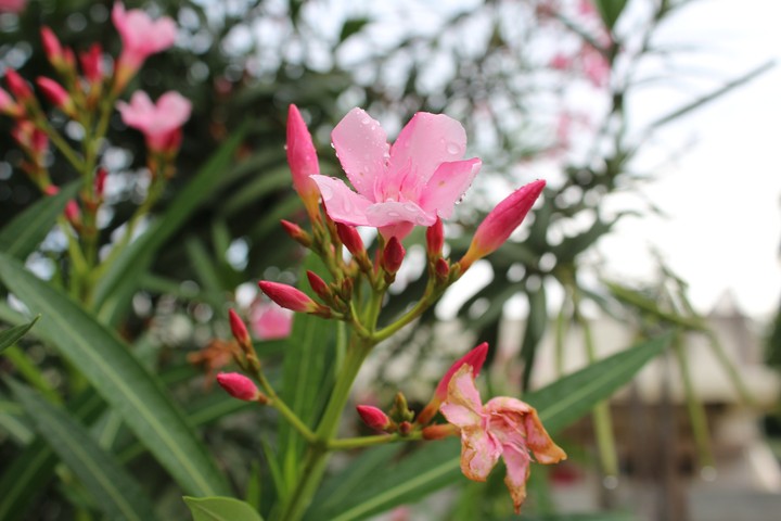 little