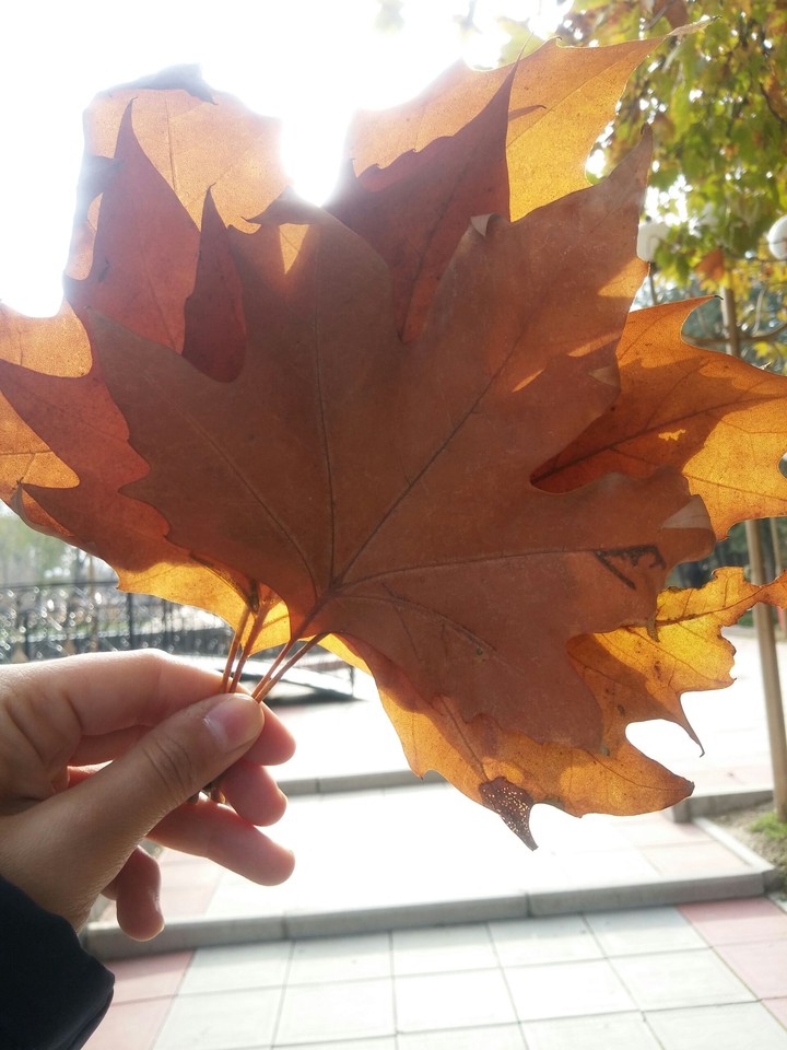 leaf