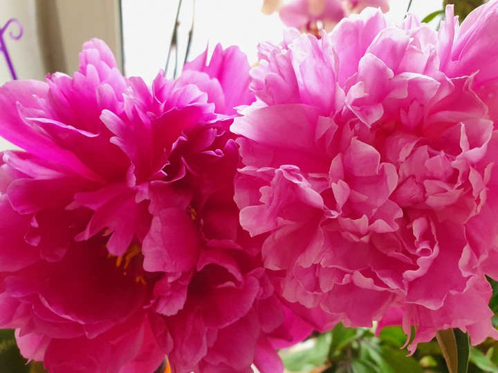 flowers ?