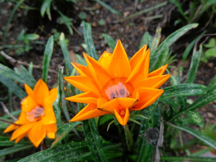 Flower with water :-)