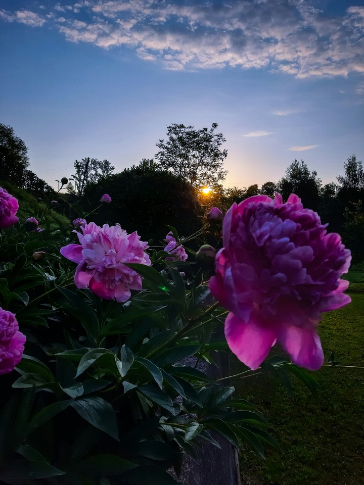pink_peonies