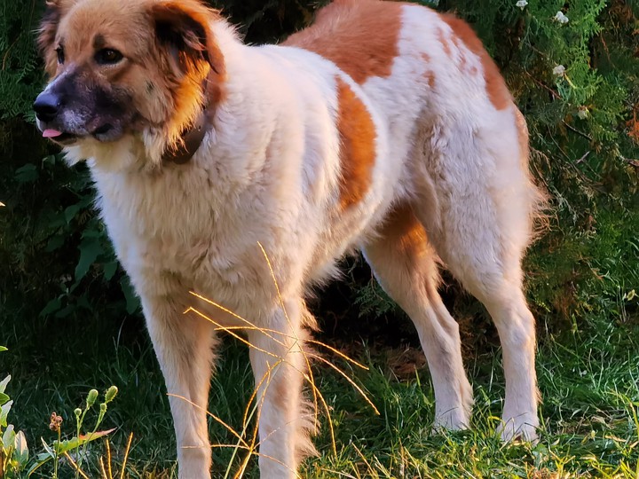 My Dog