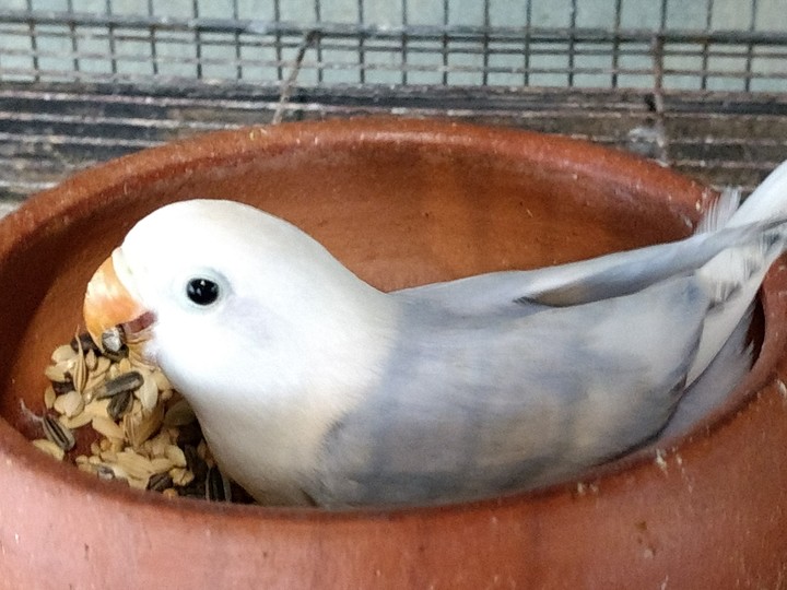 Dom.pied​ d  blue​ opaline​