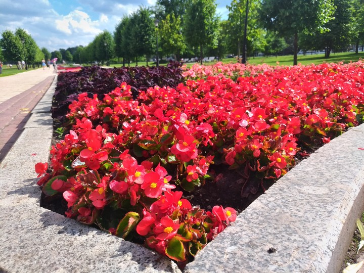 Flowers