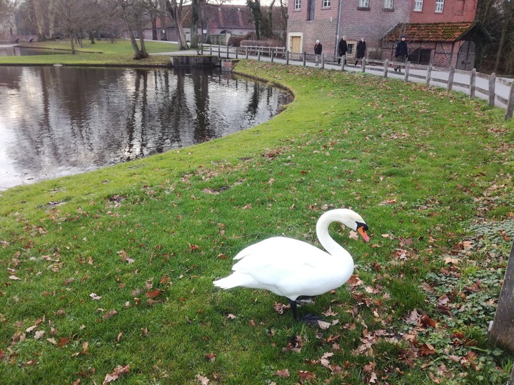 Schwan