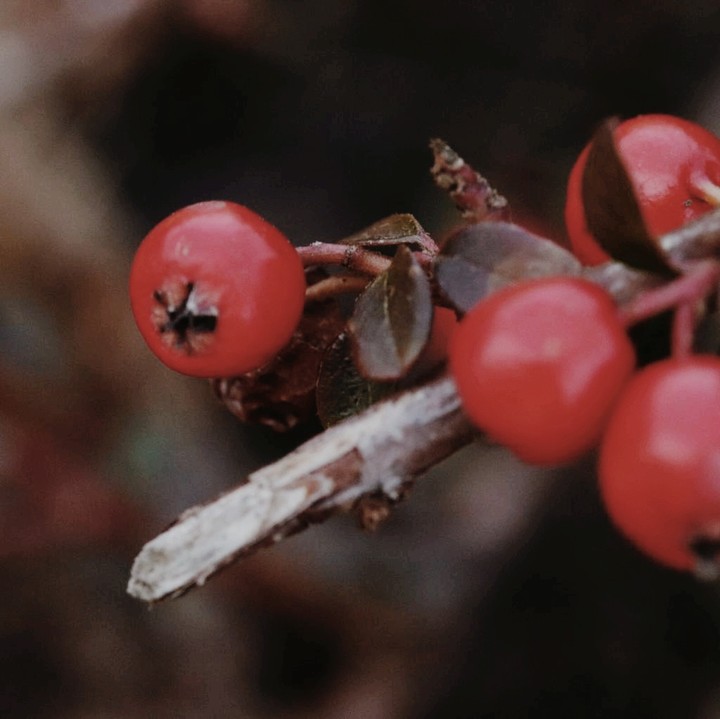 berries