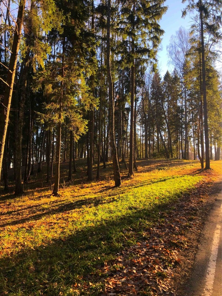 лес